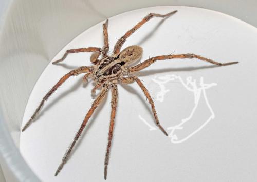Hogna radiata
